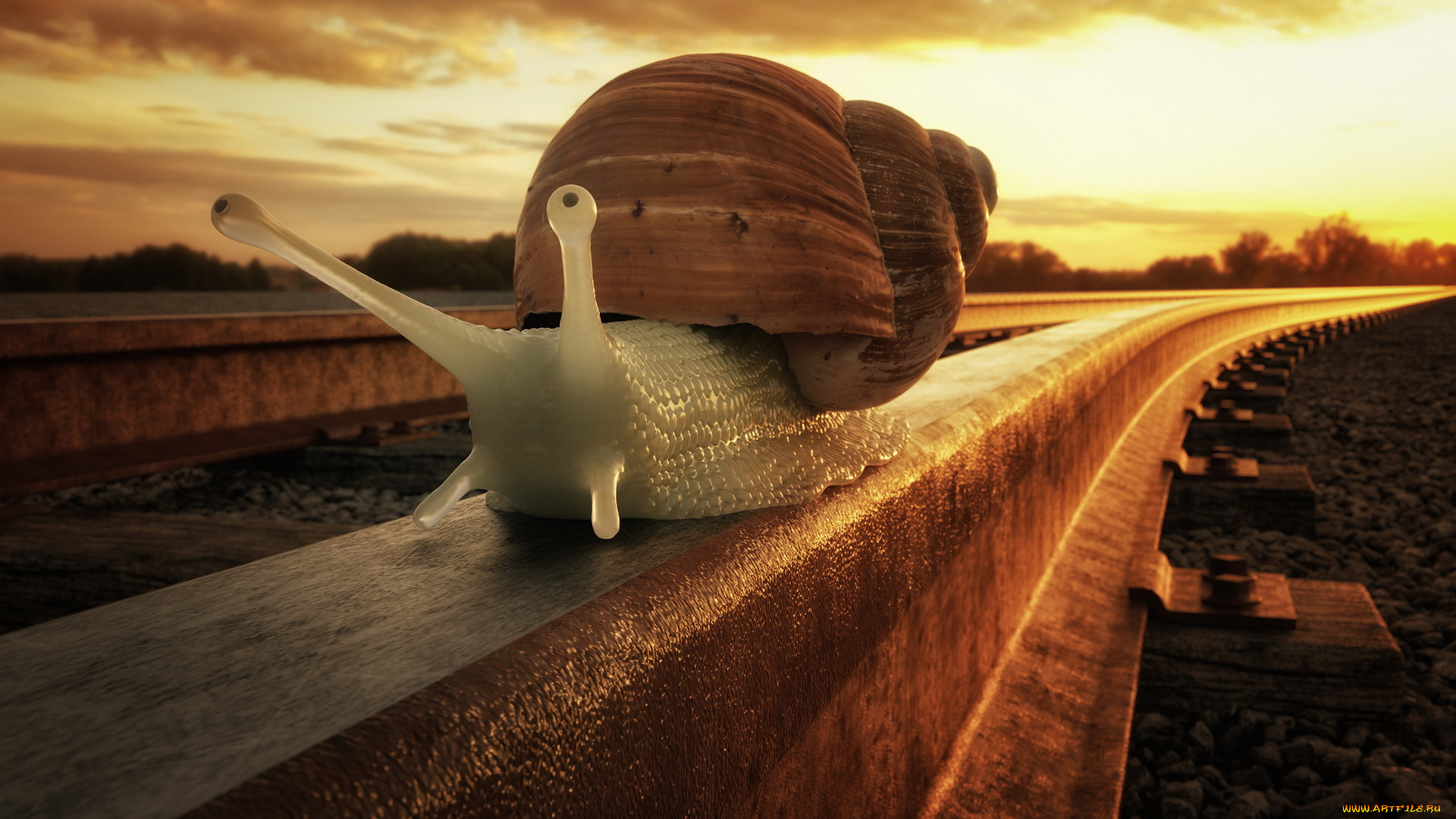 животные, улитки, железная, дорога, улитка, закат, макро