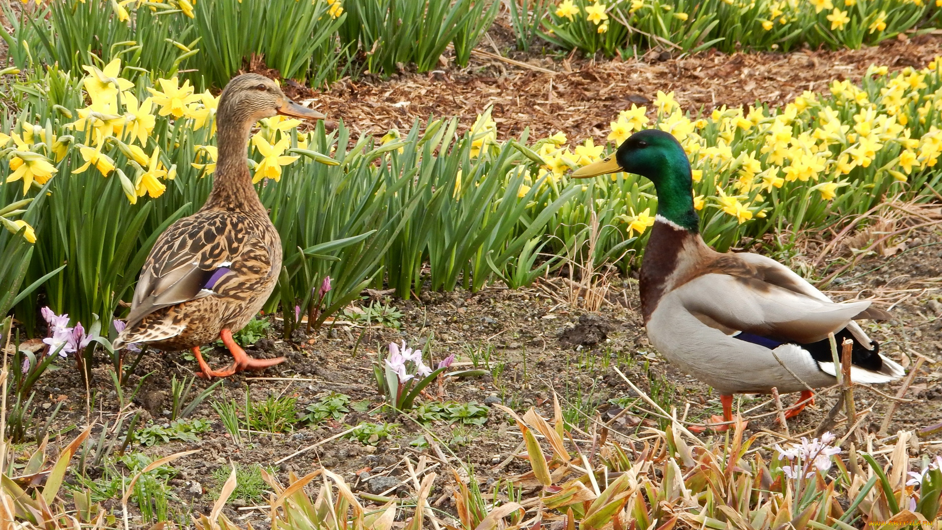 животные, утки, нарциссы, трава, двое