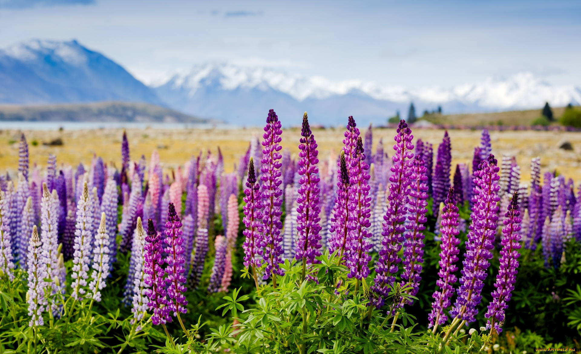 цветы, люпин, фиолетовые, долина, горы