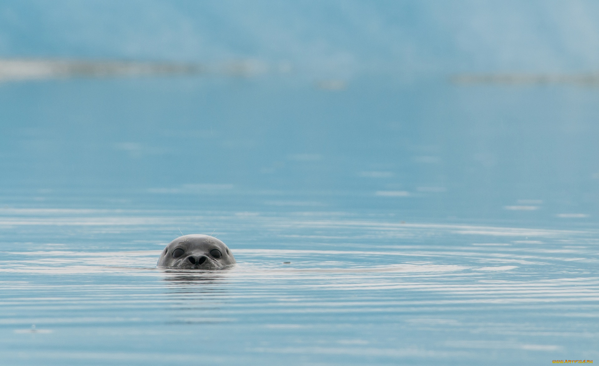 животные, тюлени, , морские, львы, , морские, котики, голова, море, тюлень