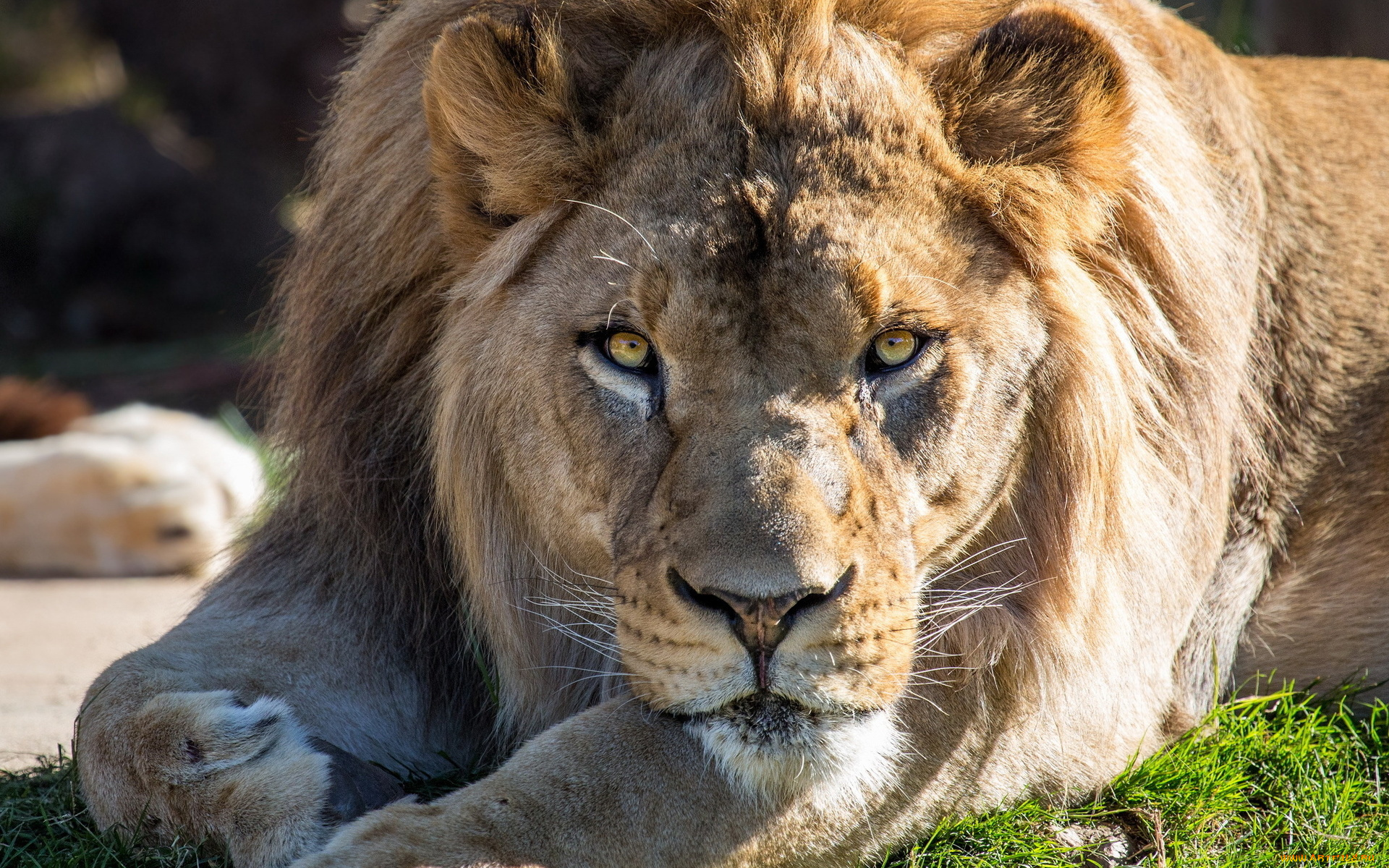 животные, львы, трава