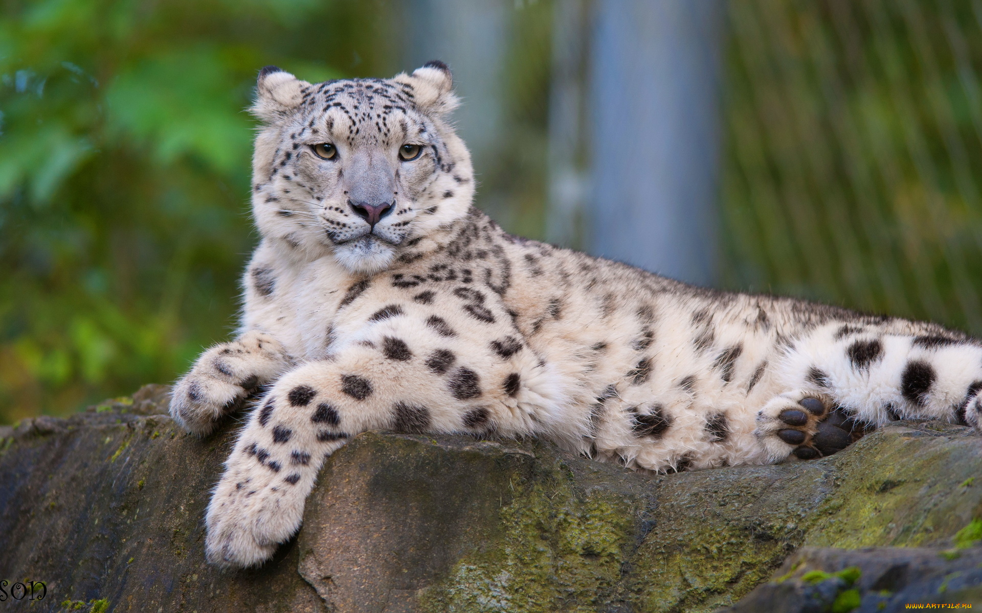 животные, снежный, барс, , ирбис, камень