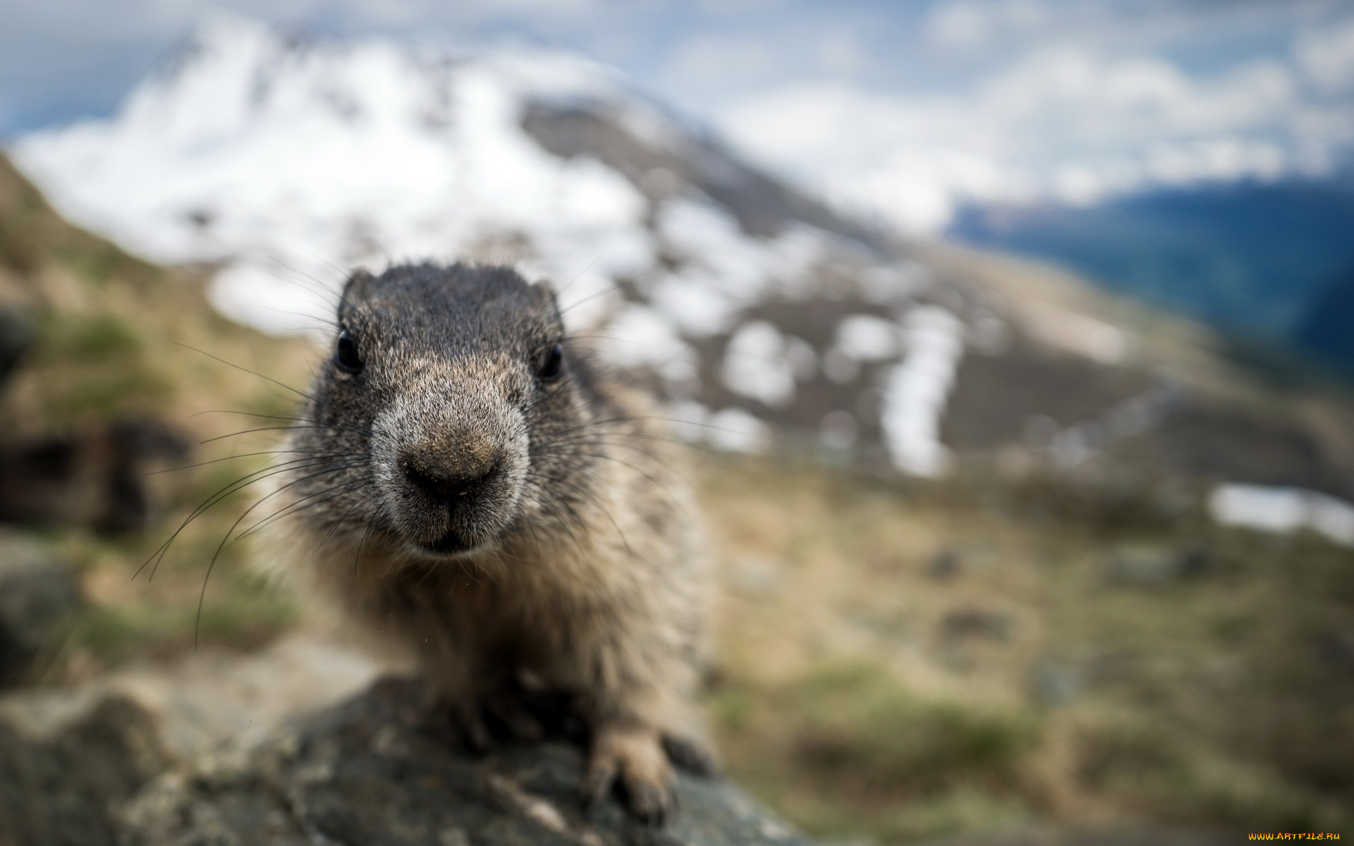 животные, суслики, , сурки, снег, холм, камень