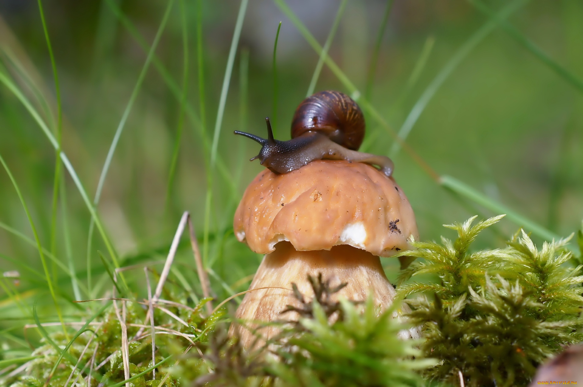 животные, улитки, боровик, улитка, гриб