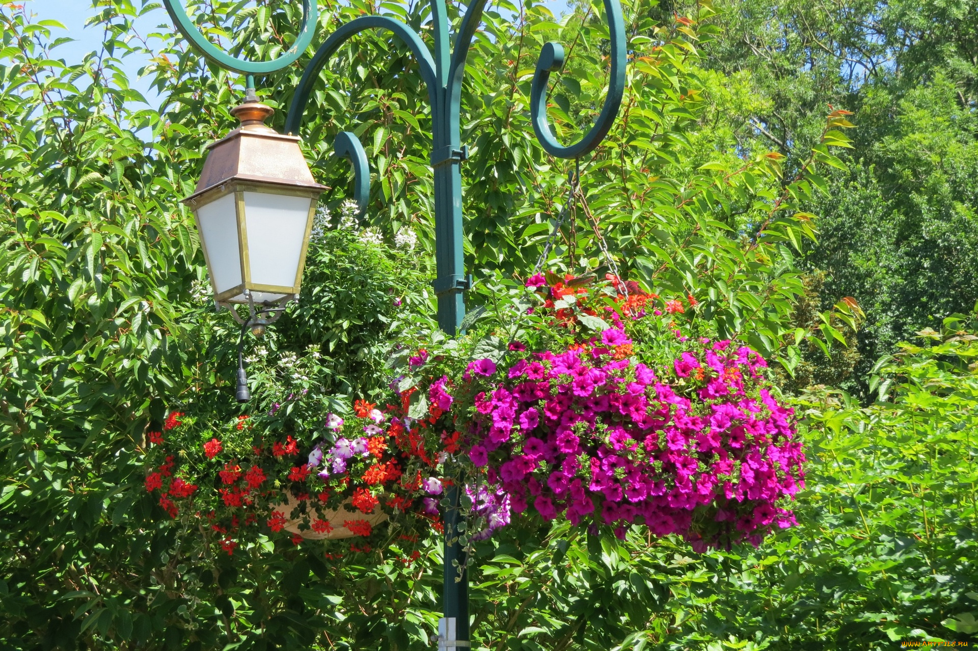 цветы, разные, вместе, деревья, фонарь