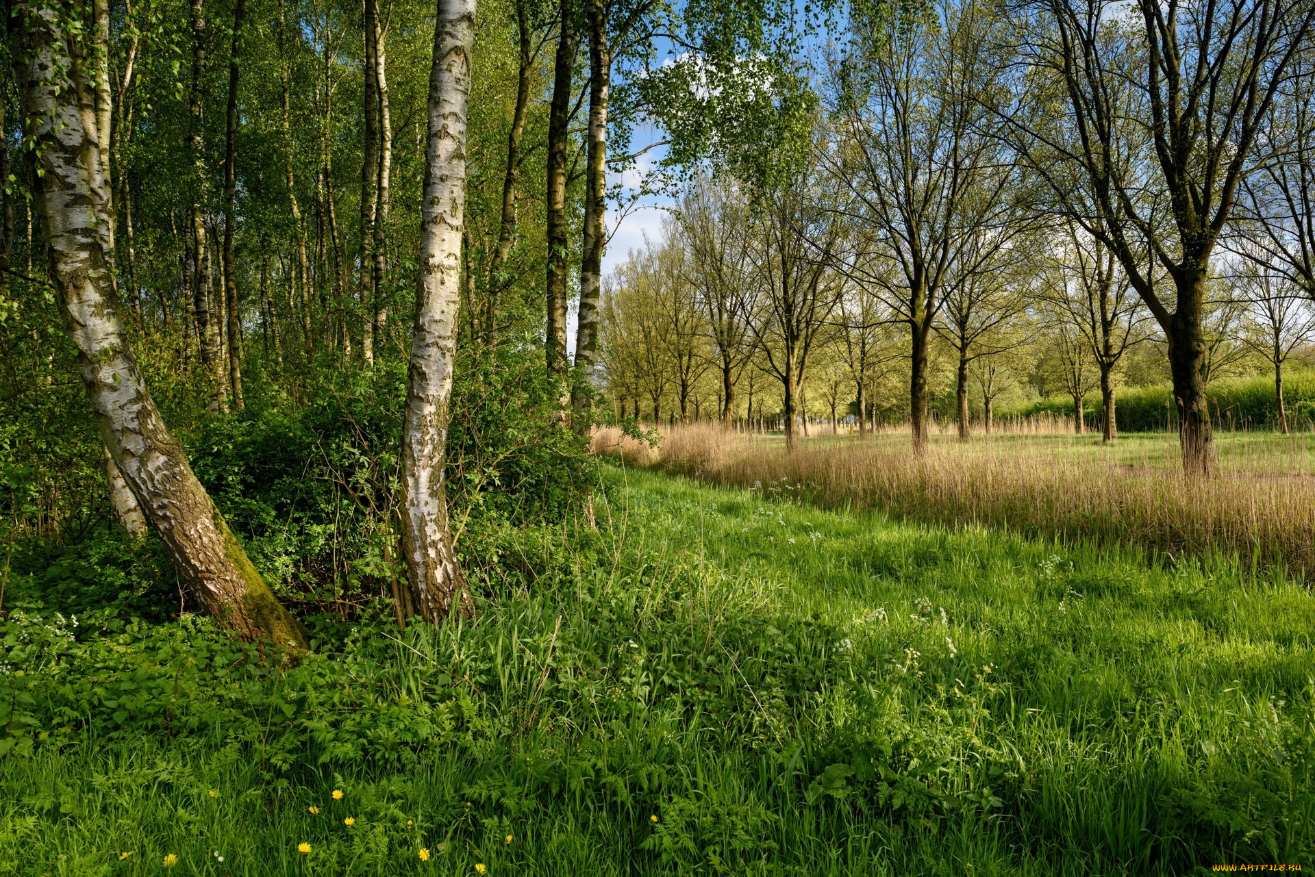 природа, лес, трава