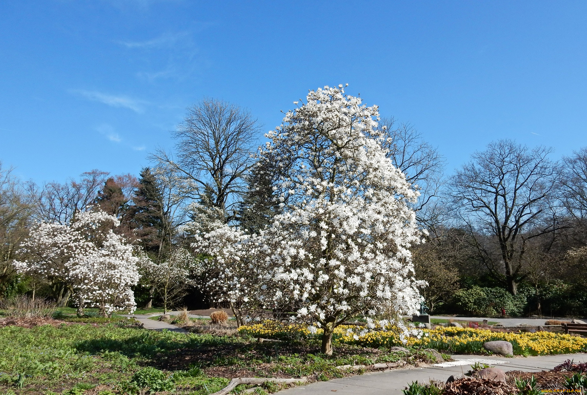 германия, цветы, цветущие, деревья, , , кустарники, парк, дорожка