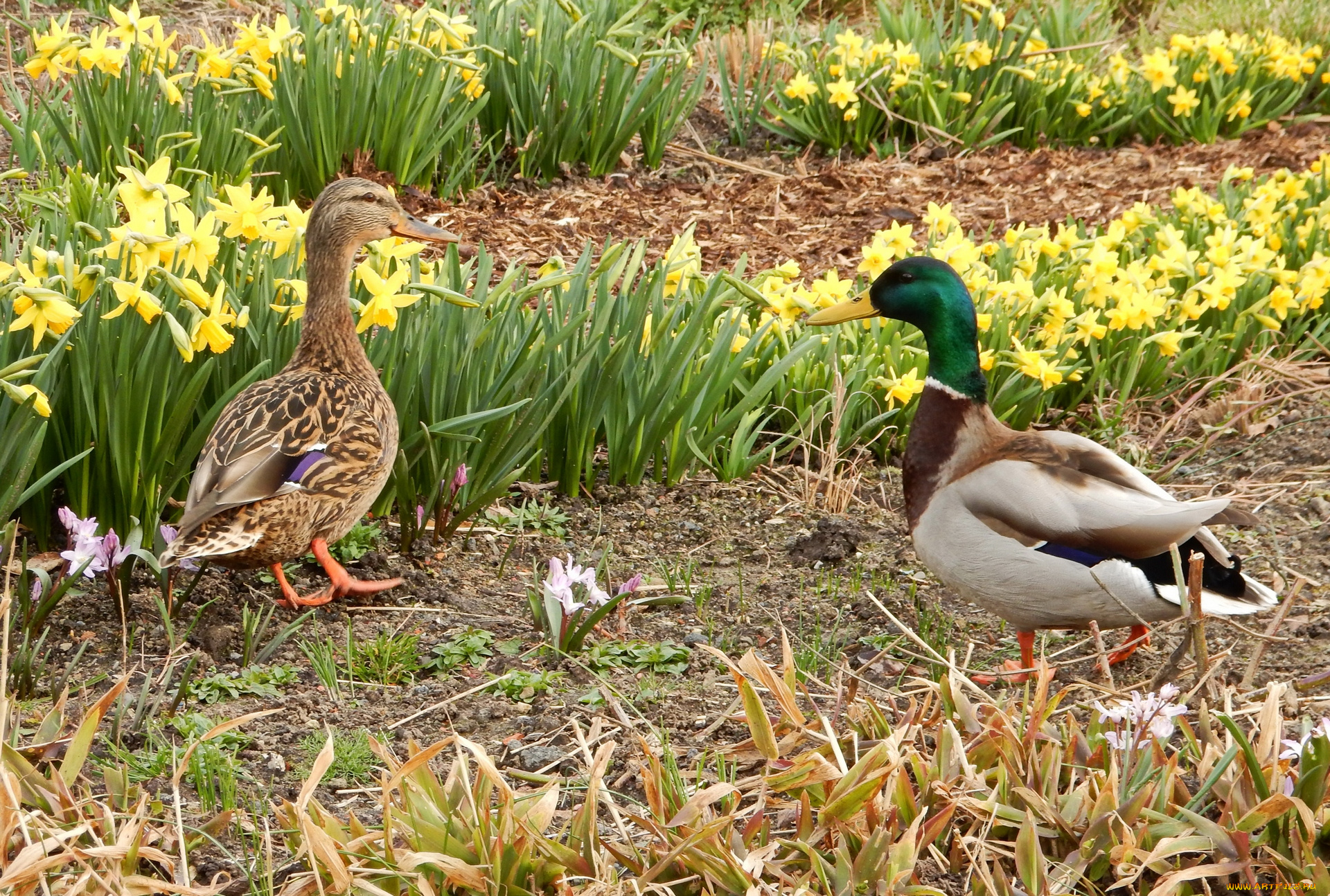 животные, утки, нарциссы, трава, двое