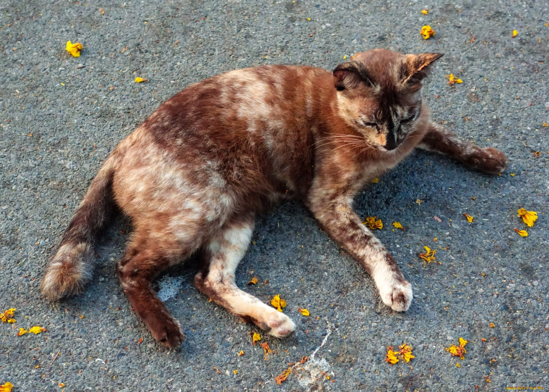 животные, коты, пятнистая