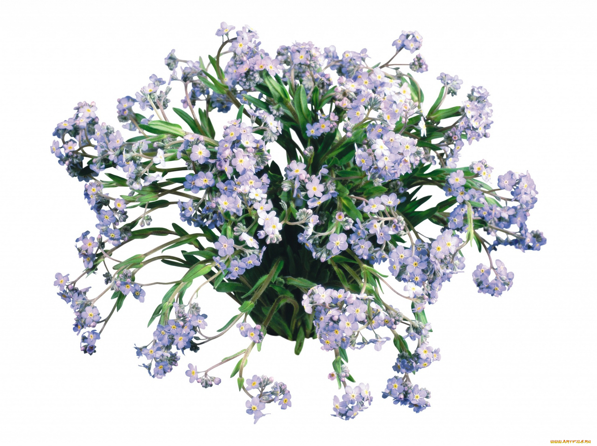 цветы, букеты, , композиции, белый, фон