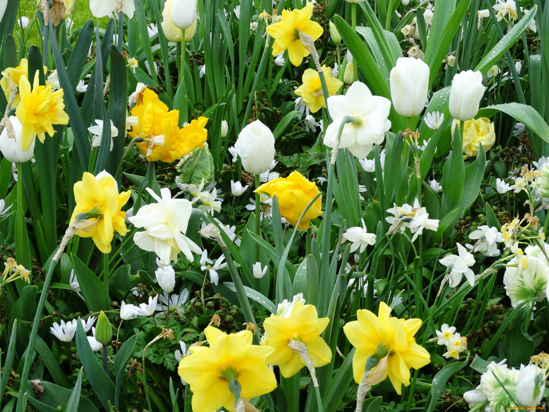 цветы, разные, вместе, желтый, цвет