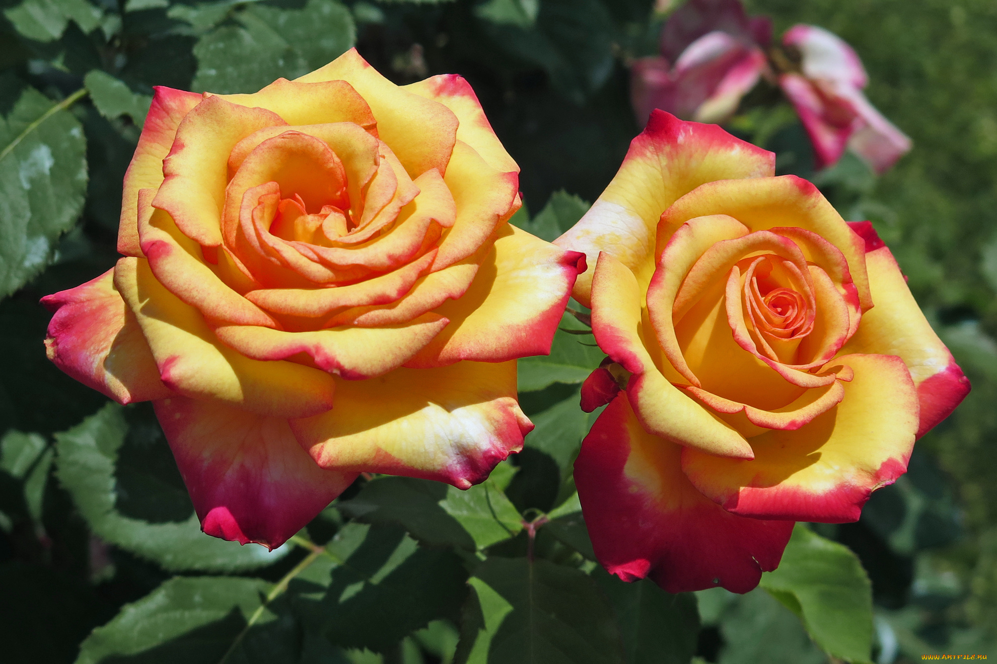 цветы, розы, листья, роза, бутон, лепестки, rose, цветение, bud, petals, leaves, blossoms