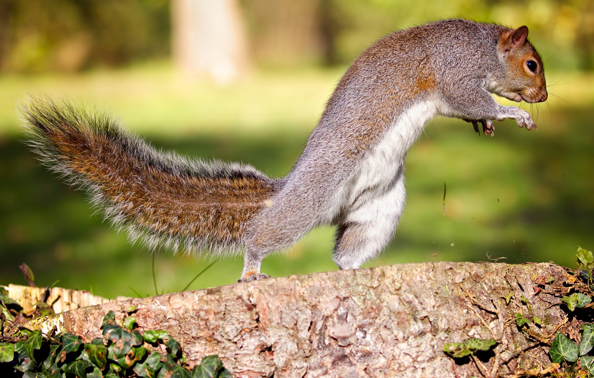 животные, белки, пень, листья