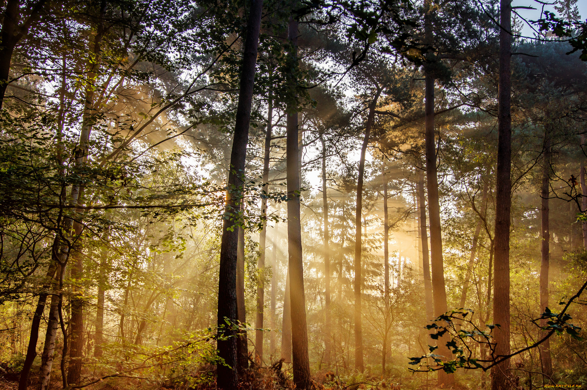 природа, лес, деревья