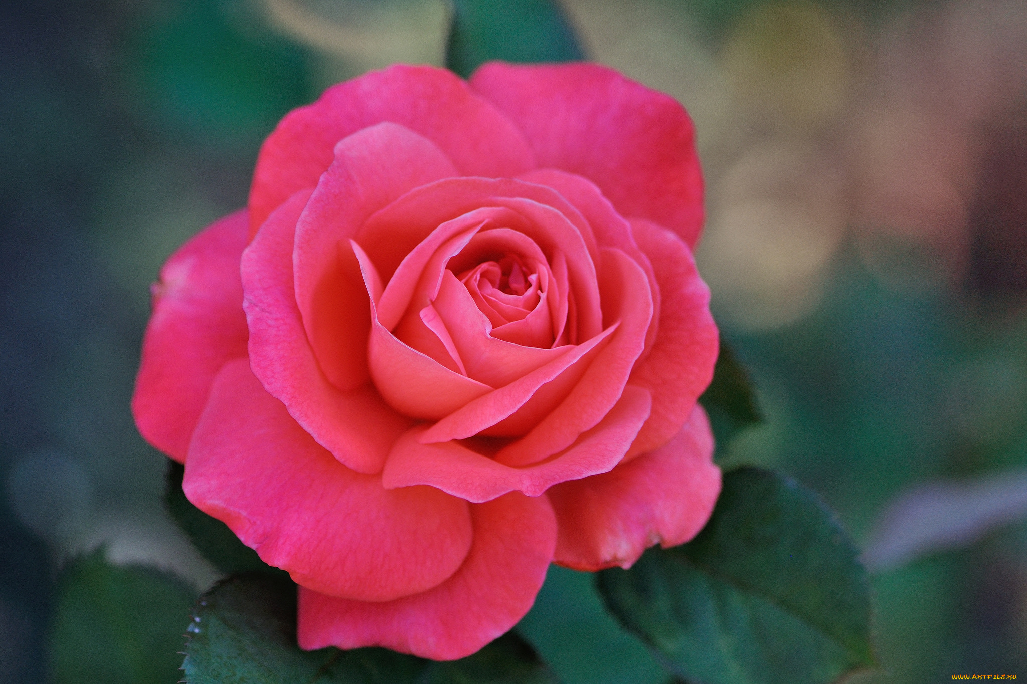 цветы, розы, бутон, роза, blossoms, лепестки, листья, цветение, rose, bud, petals, leaves