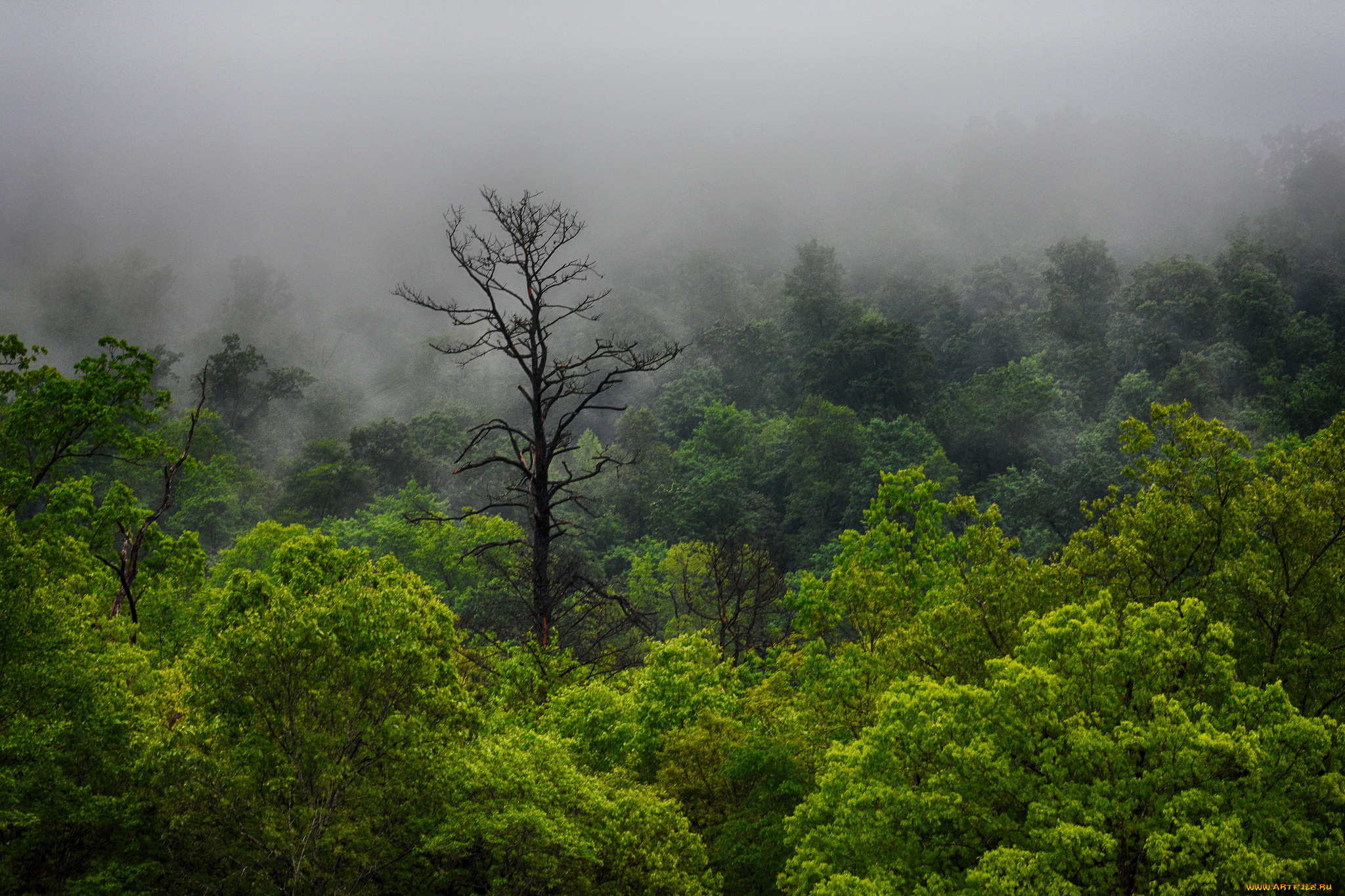 природа, лес, деревья