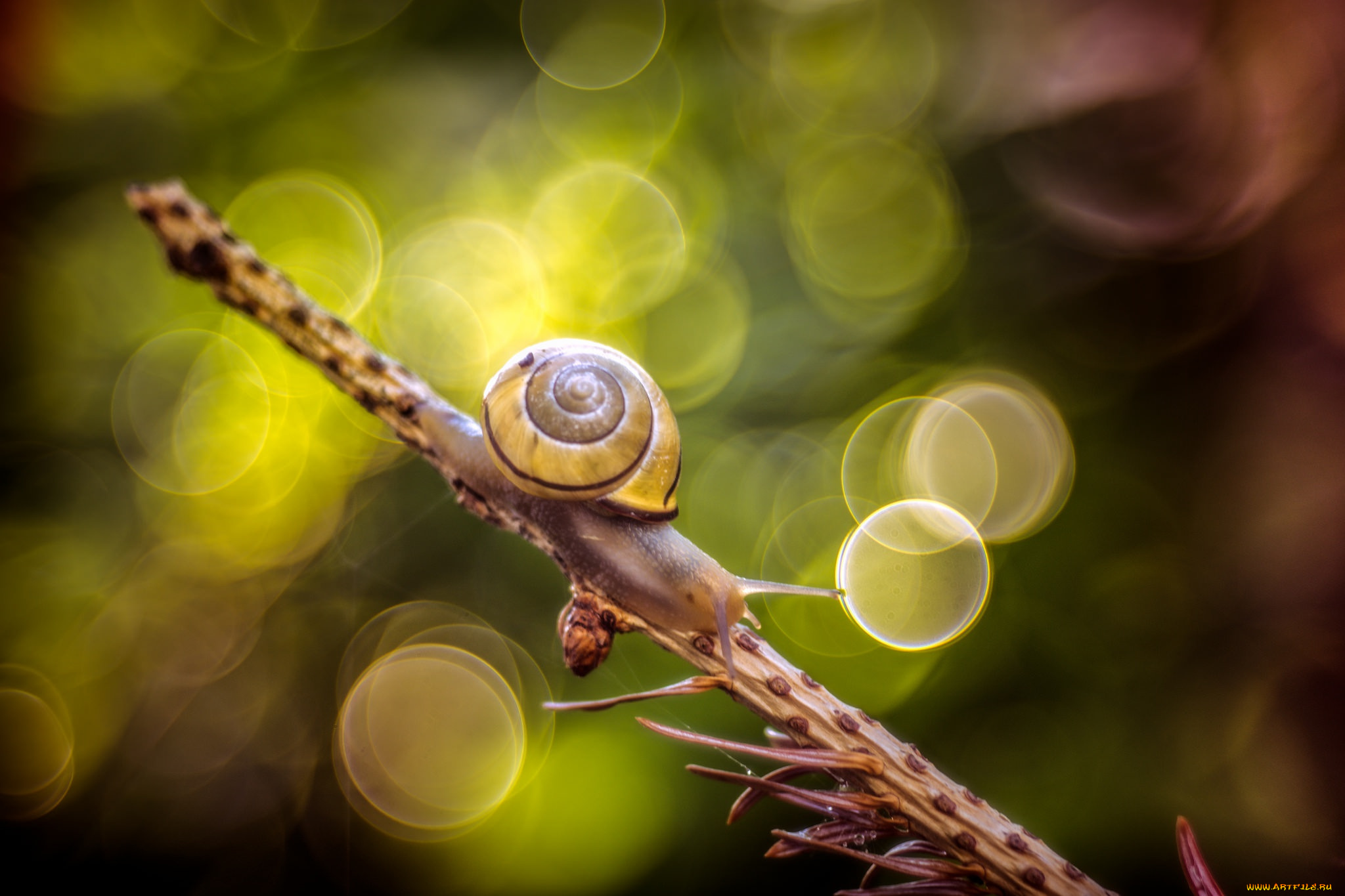 животные, улитки, макро, ветка, улитка, боке