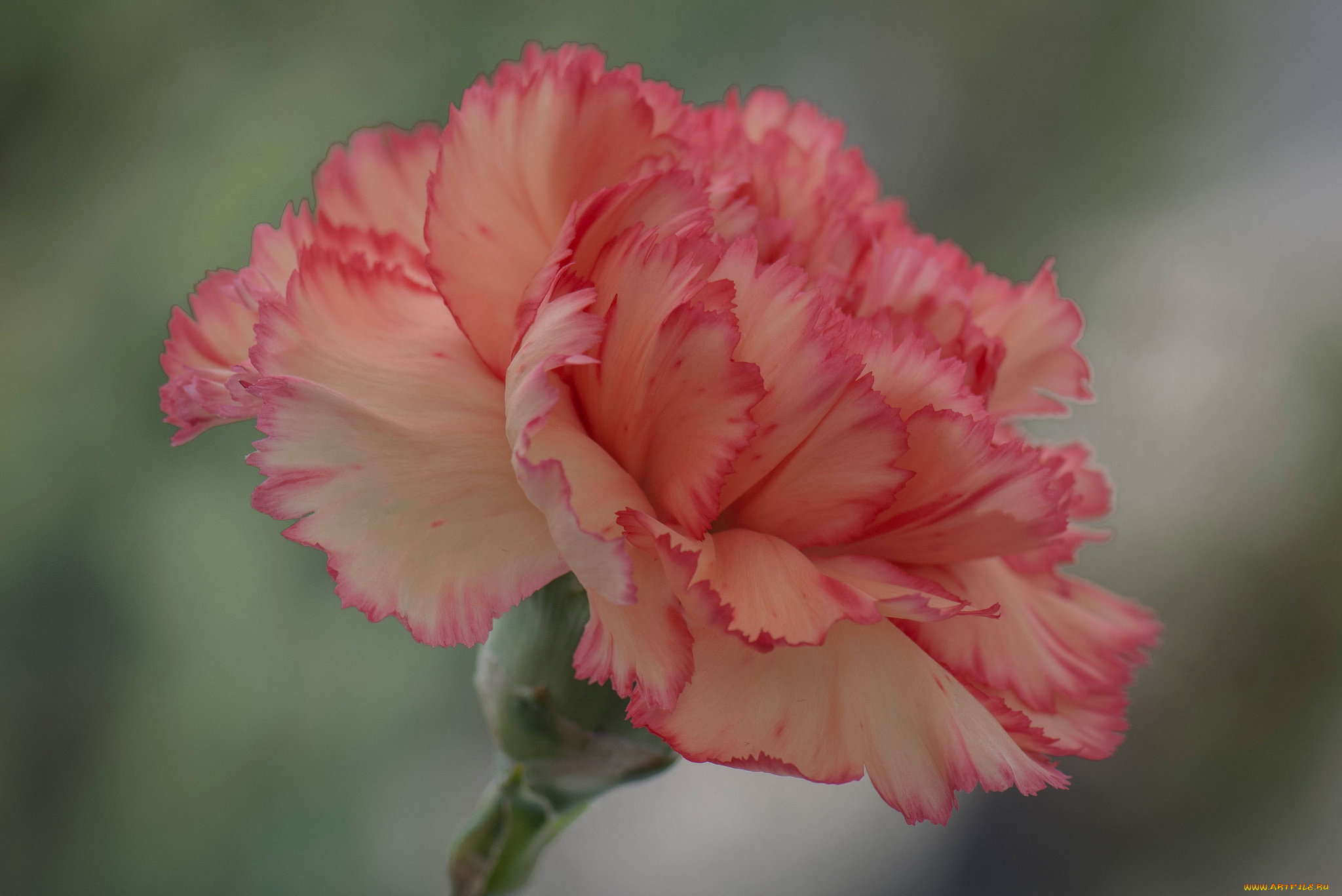 цветы, гвоздики, цветок