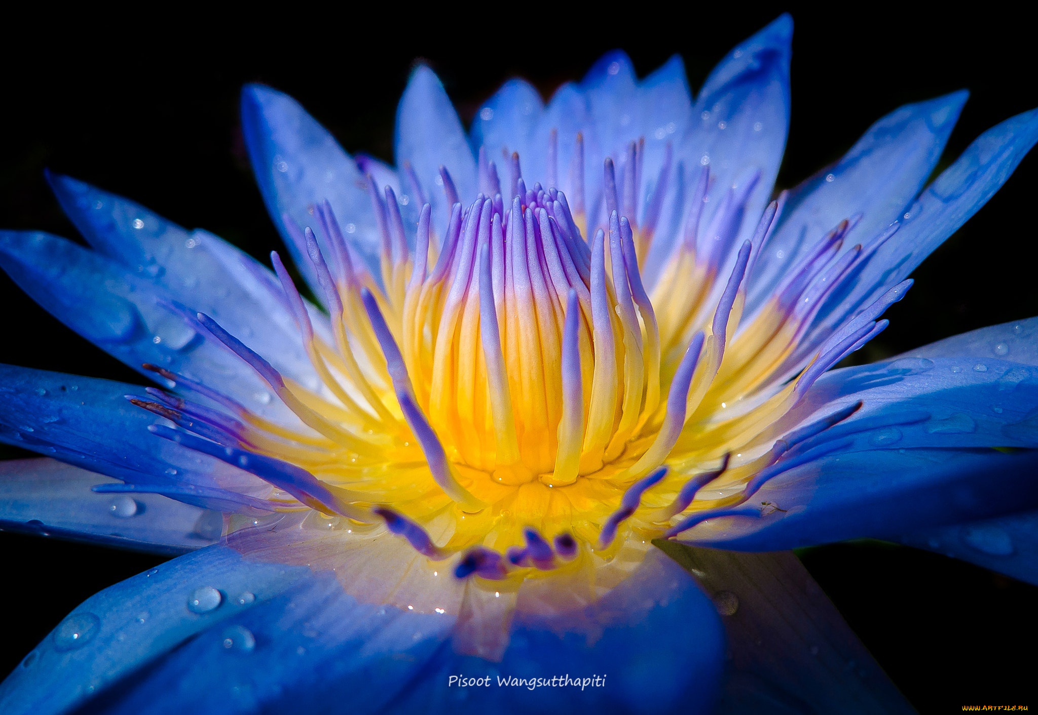 цветы, лилии, водяные, , нимфеи, , кувшинки, водяная, лилия, макро, цветок, серединка