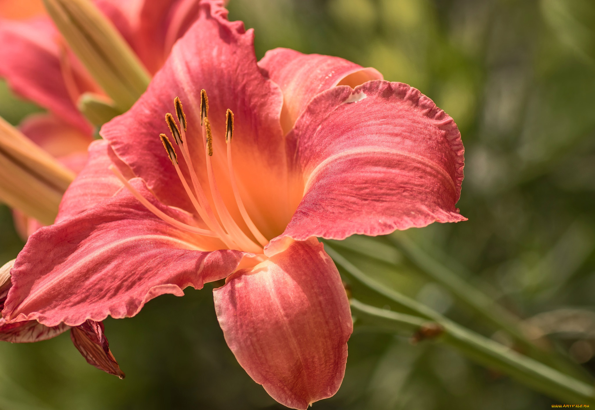 цветы, лилии, , лилейники, макро, лепестки, лилейник, природа