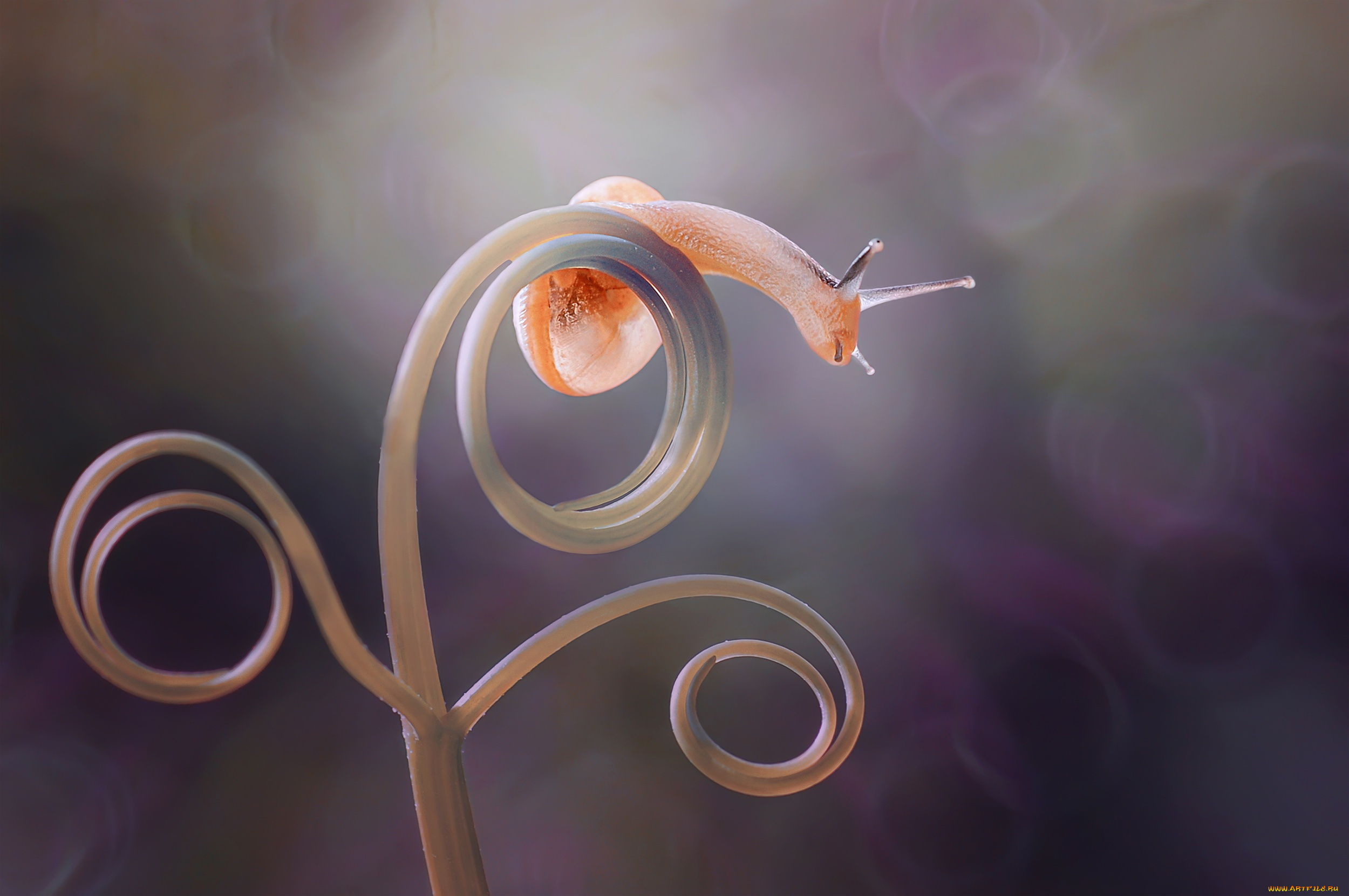 животные, улитки, боке, макро, улитка, растение