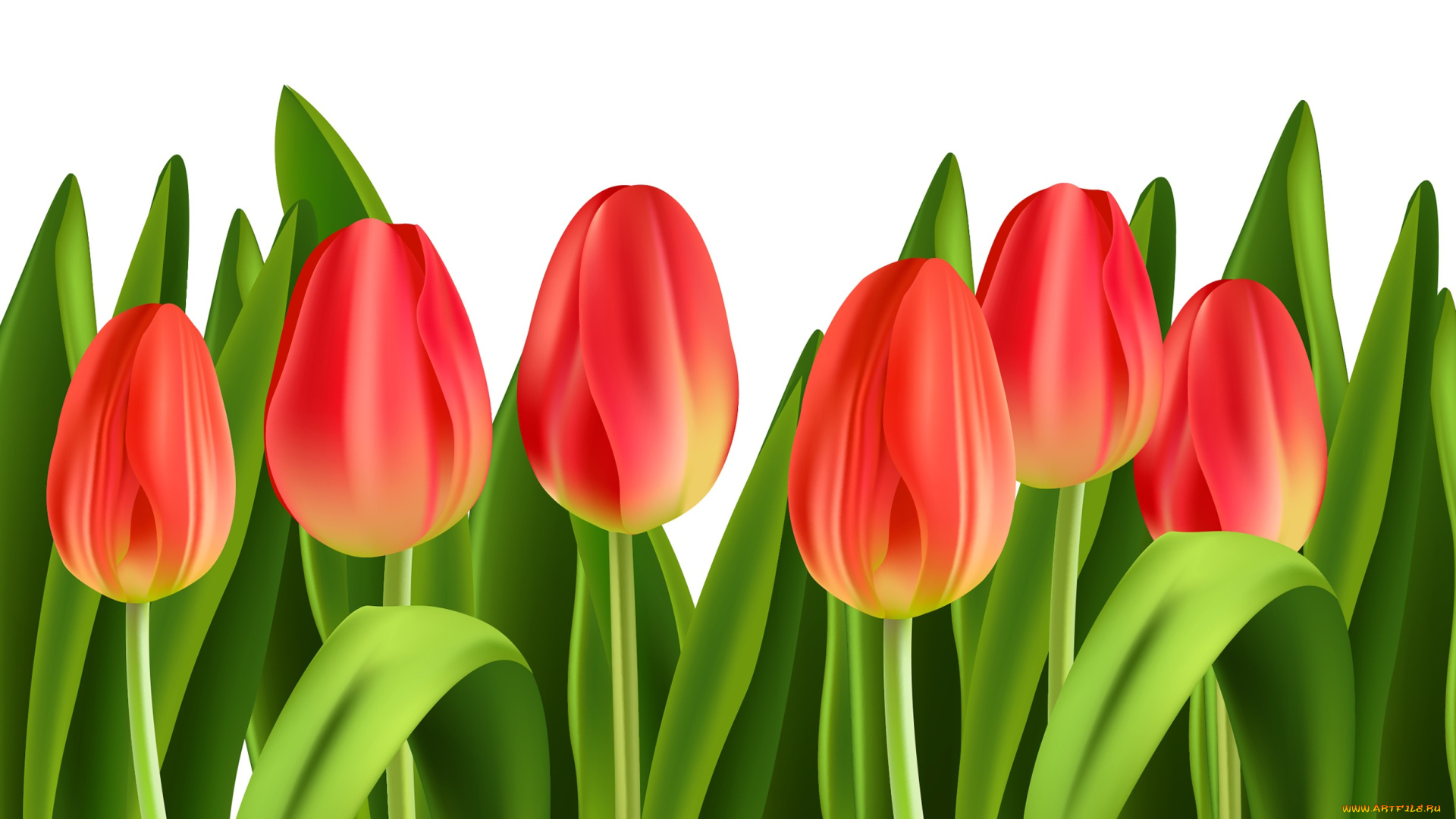 векторная, графика, цветы, , flowers, тюльпаны