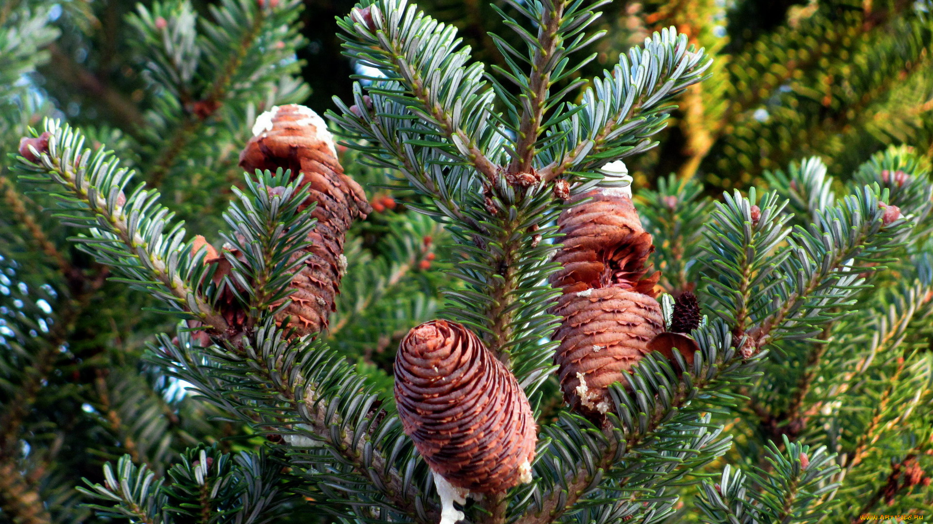 природа, шишки, , жёлуди, , каштаны