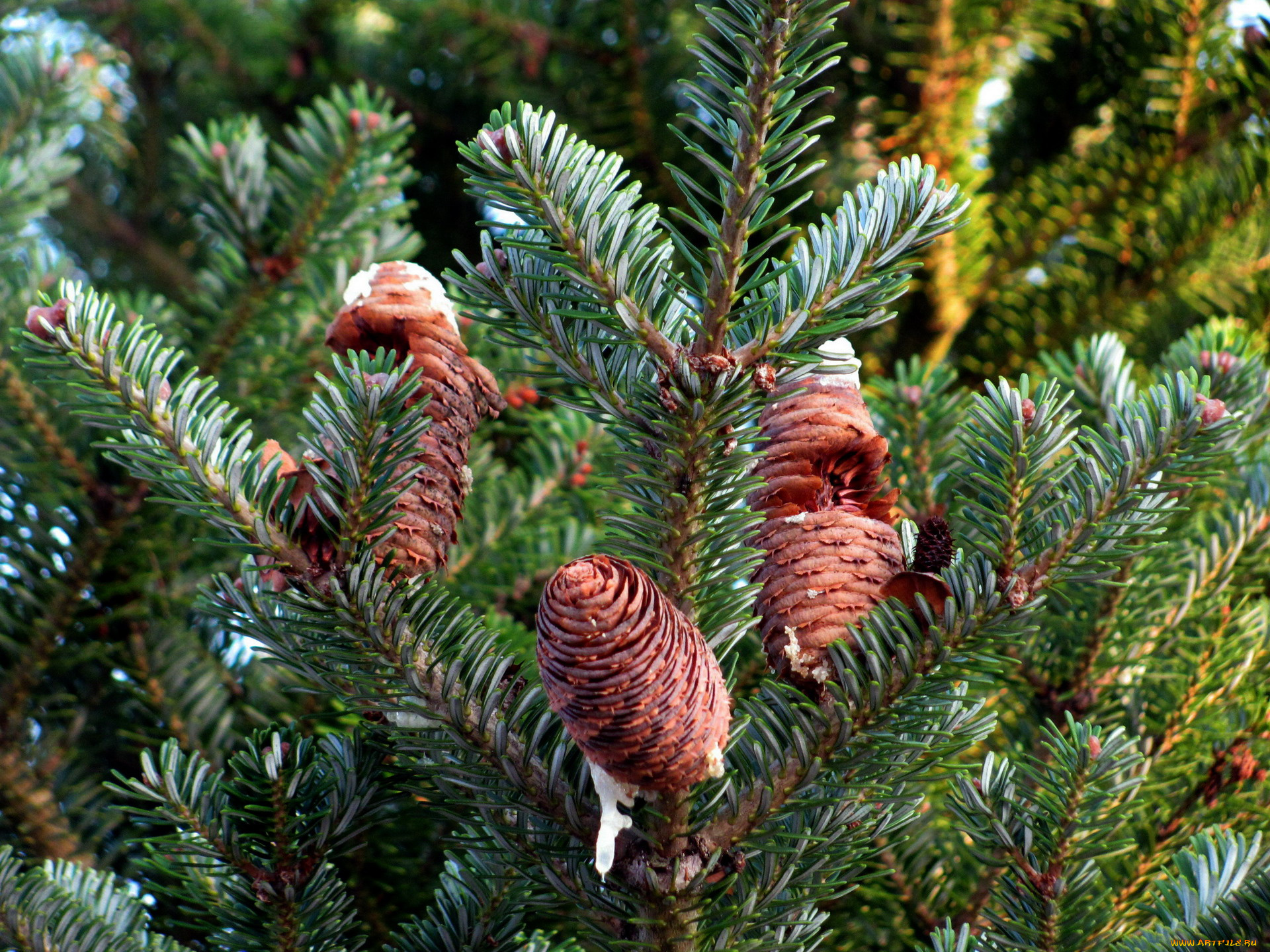 природа, шишки, , жёлуди, , каштаны