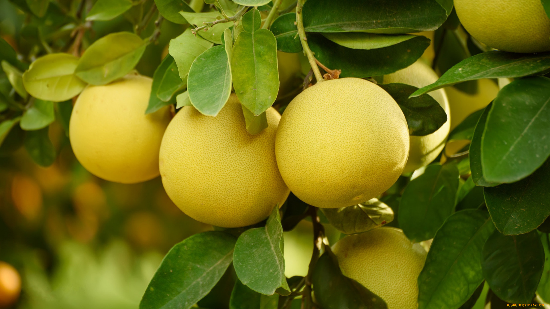 природа, плоды, помело