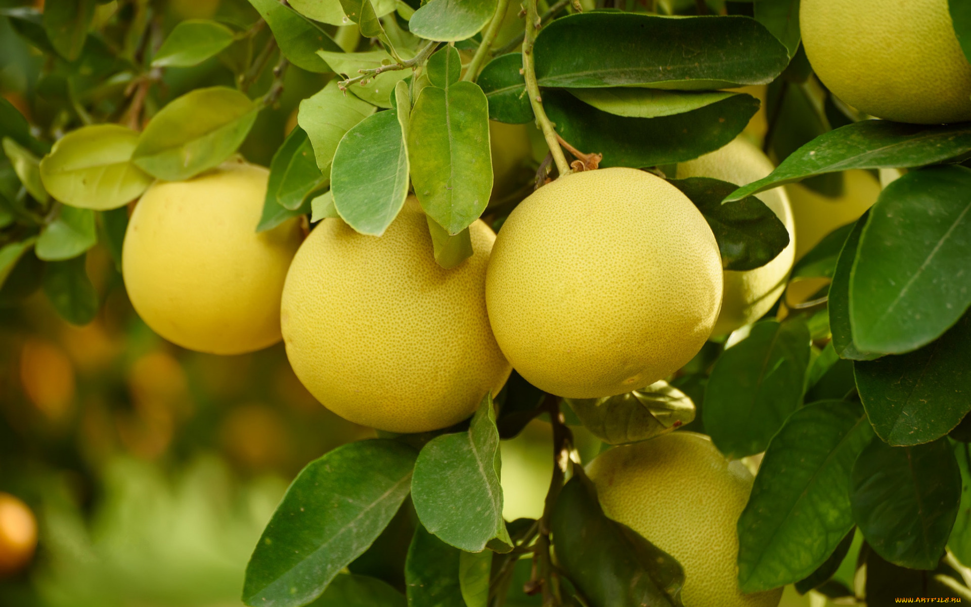 природа, плоды, помело