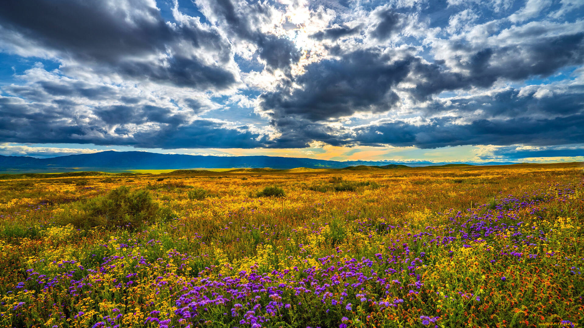 природа, луга, облака, луг, цветы