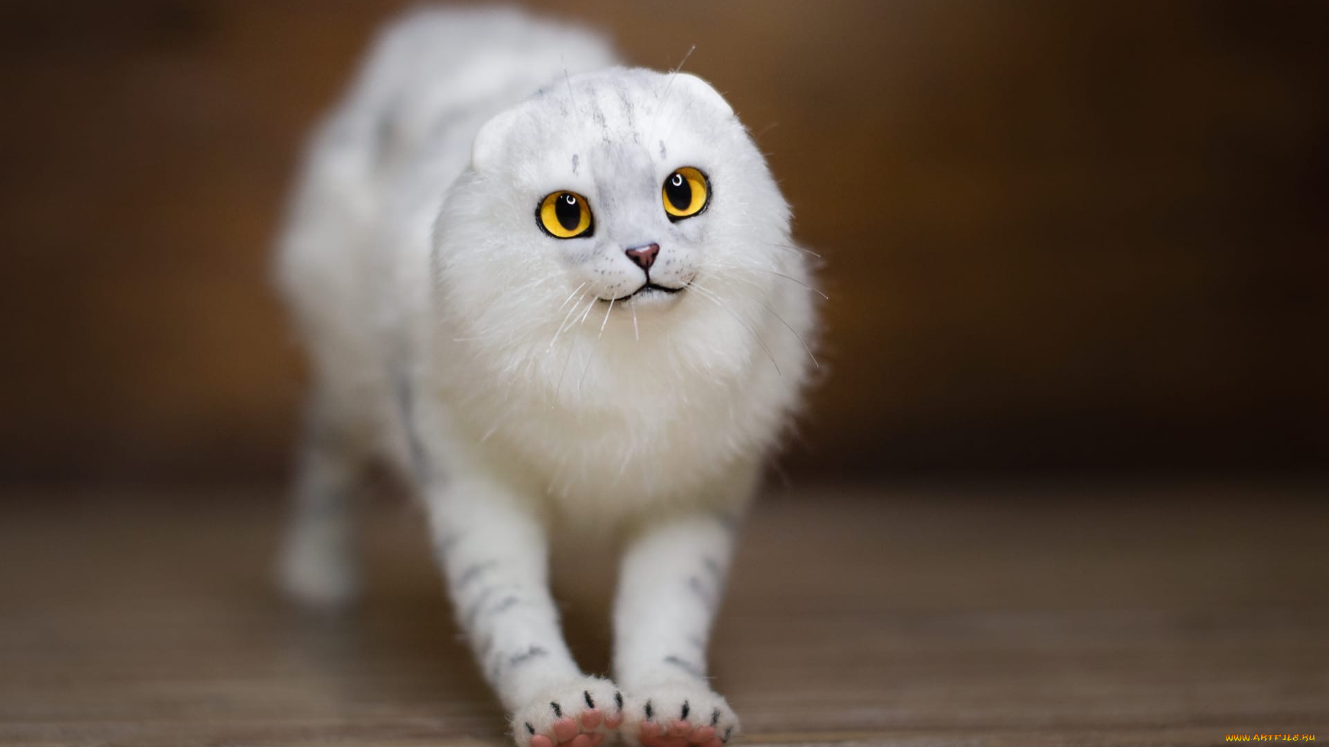 разное, игрушки, кот, белый