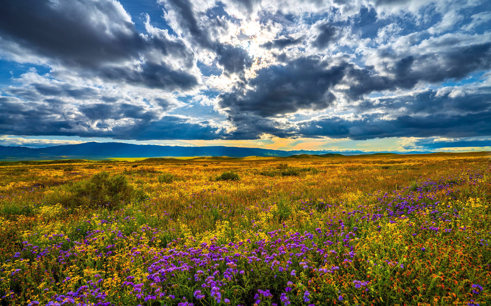 природа, луга, облака, луг, цветы