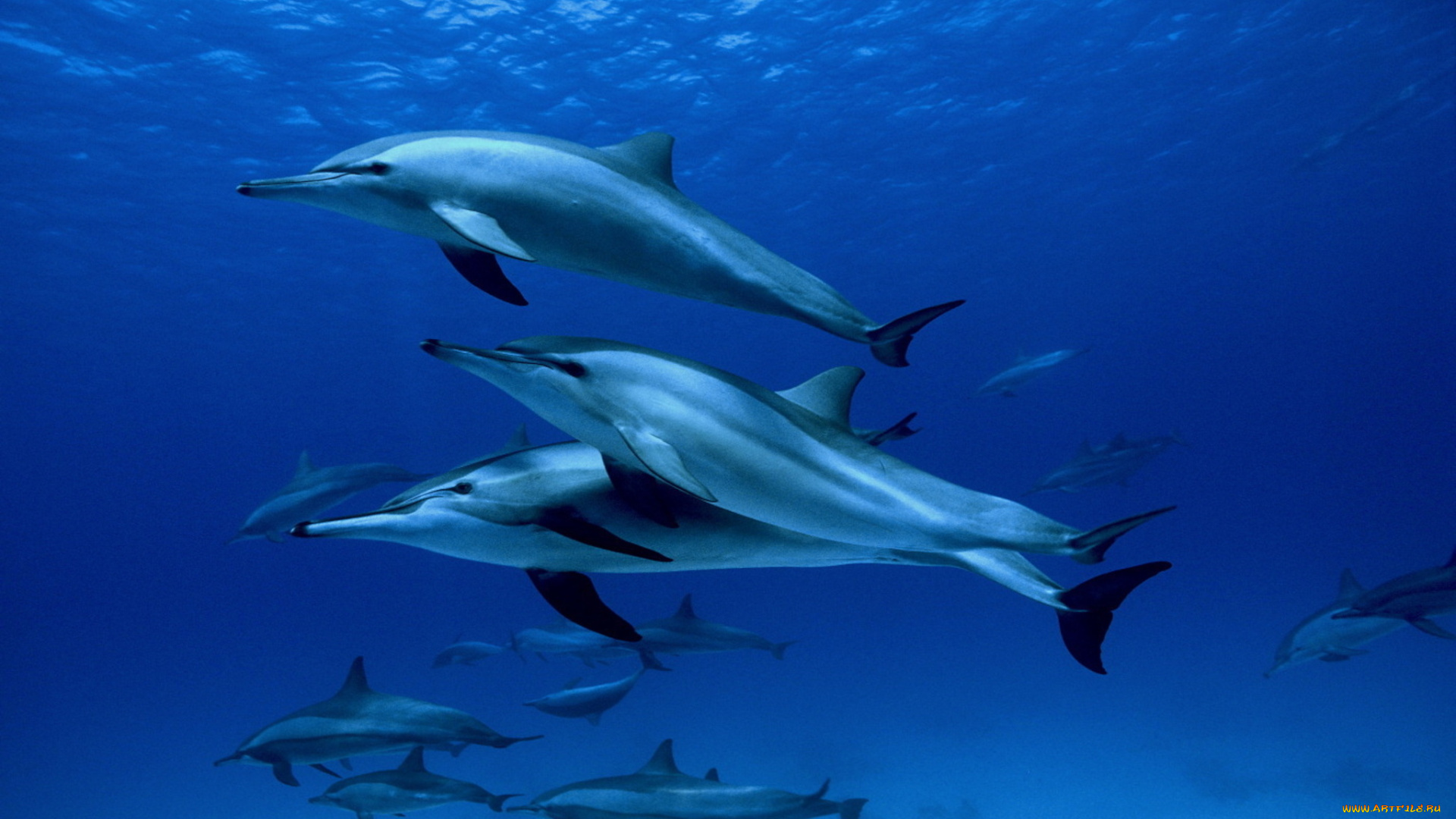 кино, фильмы, oc&, 233, ans, дельфины, океан