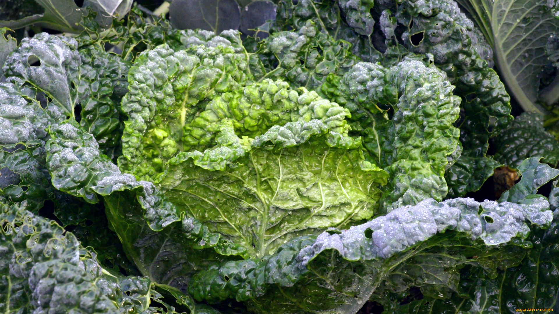 природа, плоды, капуста