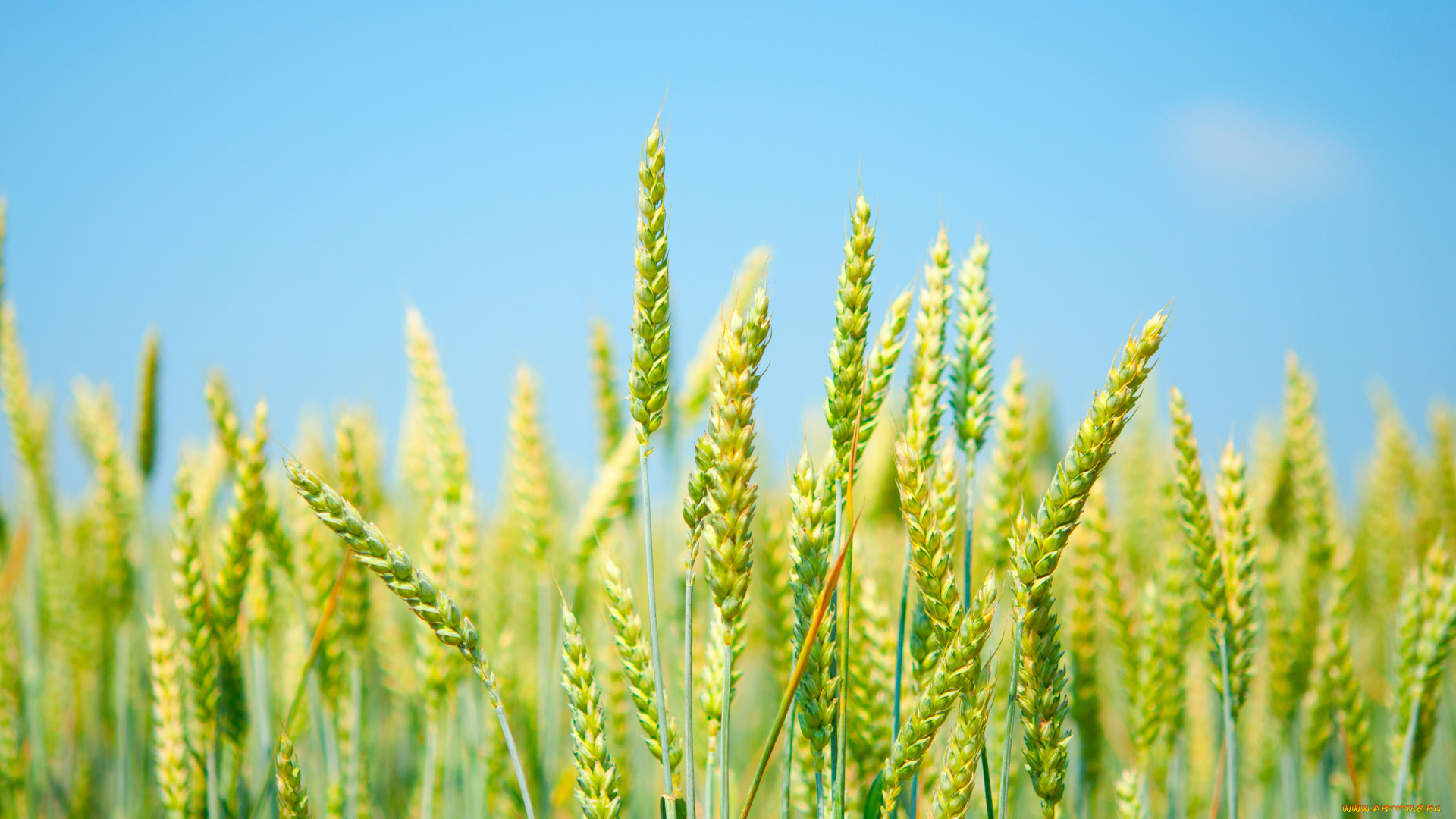 природа, поля, пшеница