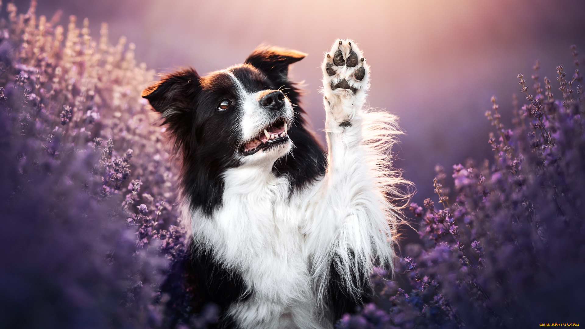 животные, собаки, собака