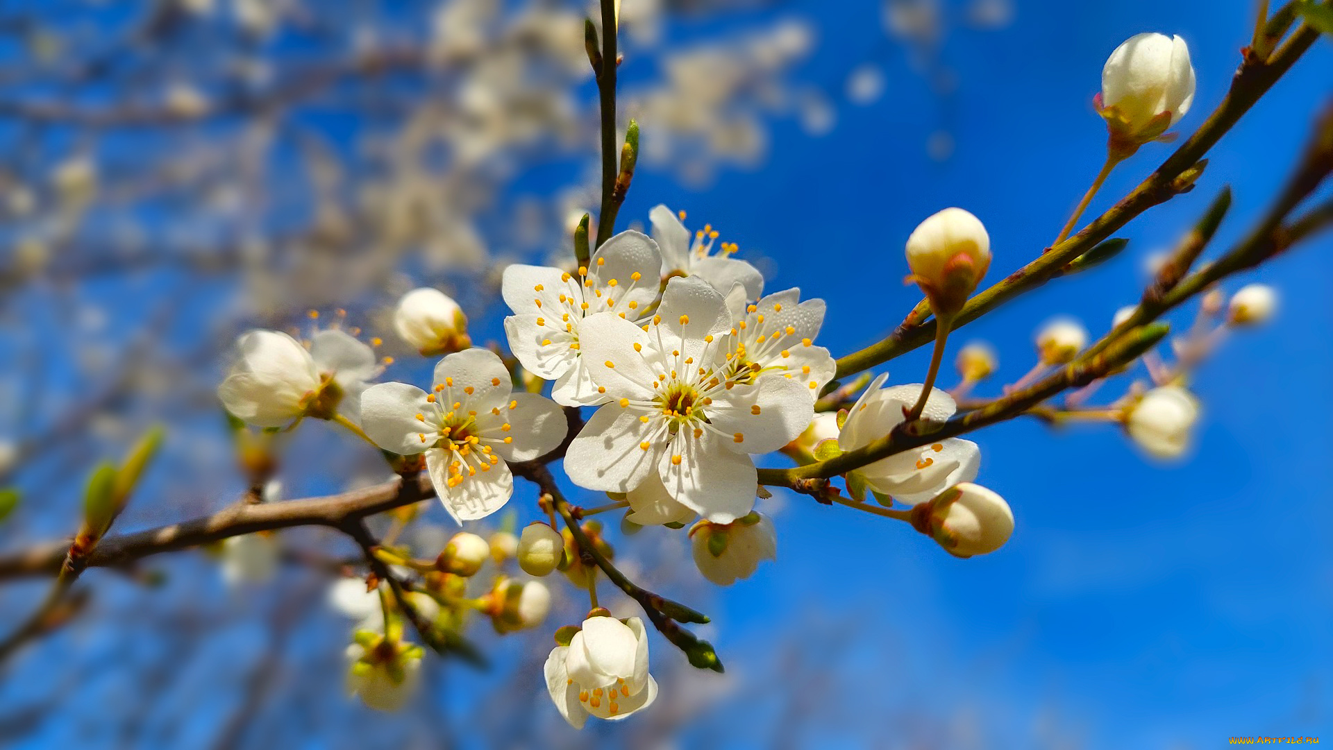 цветы, цветущие, деревья, , , кустарники, весна