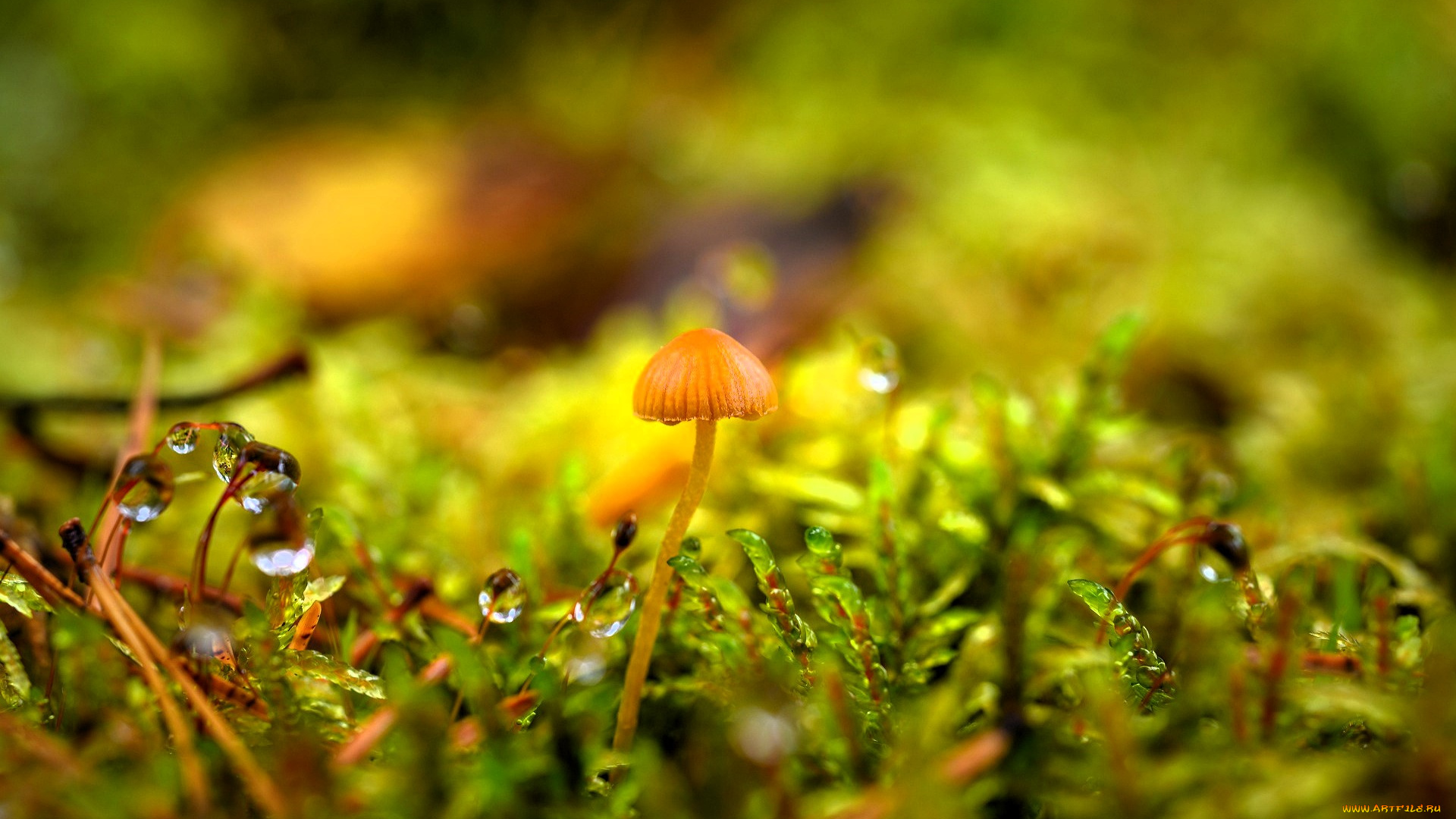 природа, грибы, гриб, трава, папоротник, капли, листья