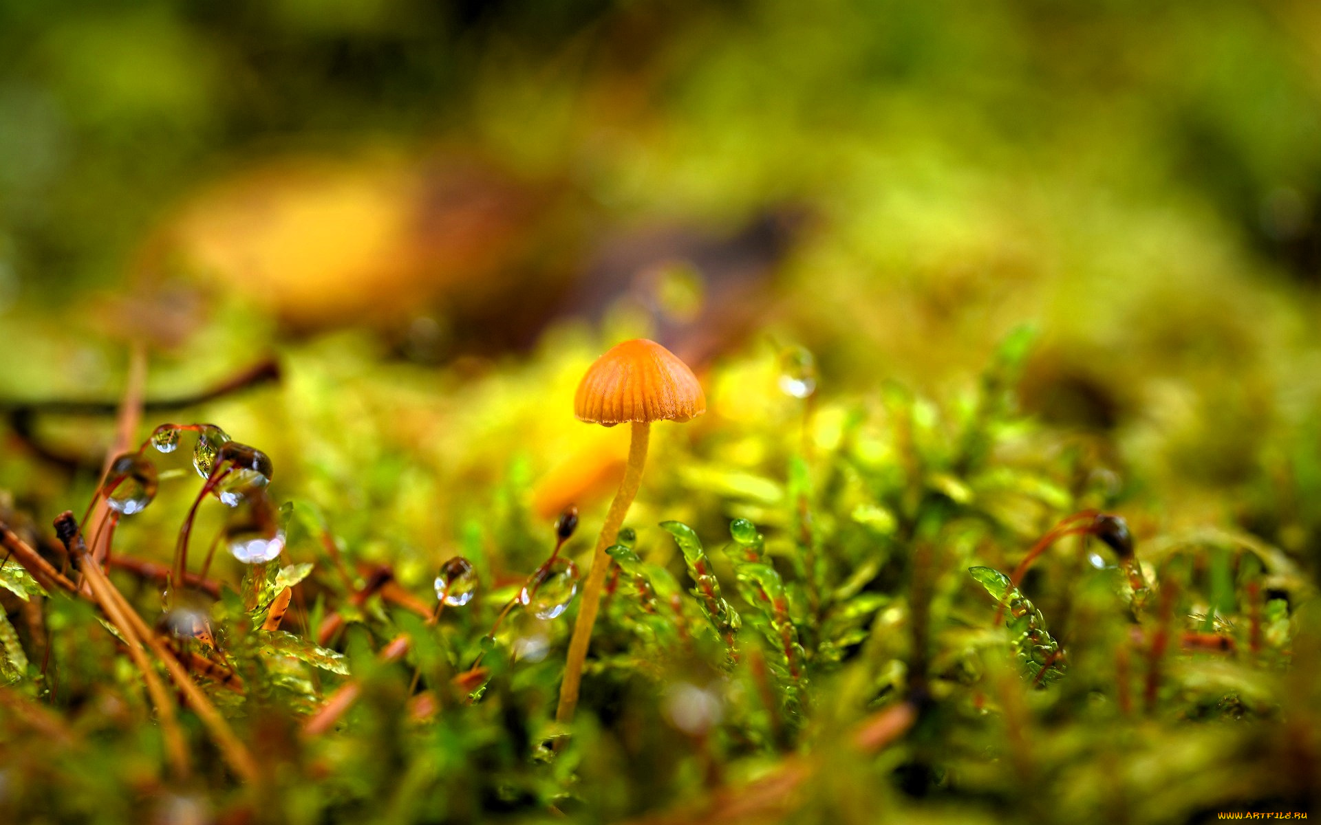 природа, грибы, гриб, трава, папоротник, капли, листья