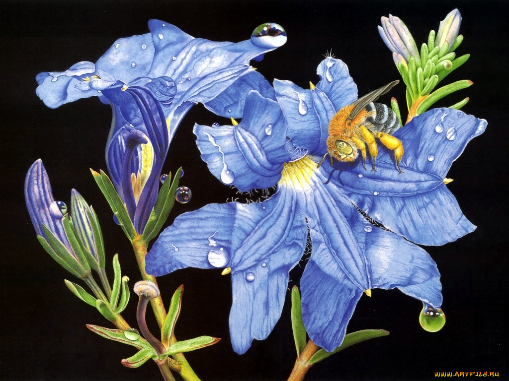 рисованные, цветы