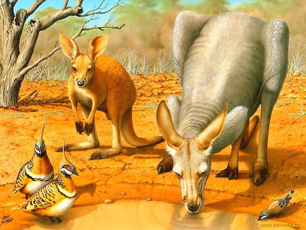 рисованные, животные, кенгуру