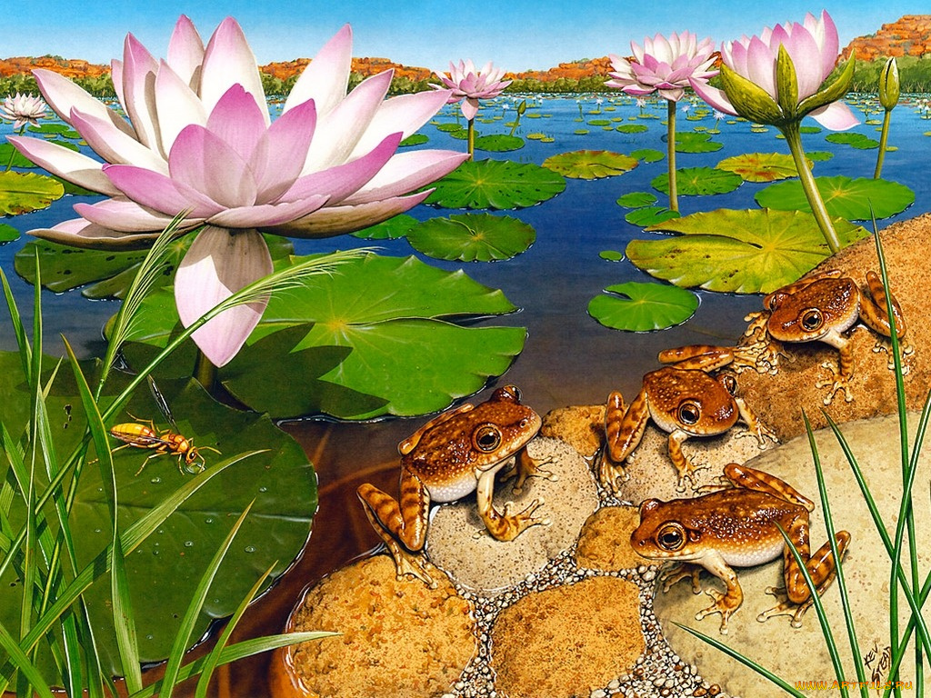 рисованные, животные, лягушки