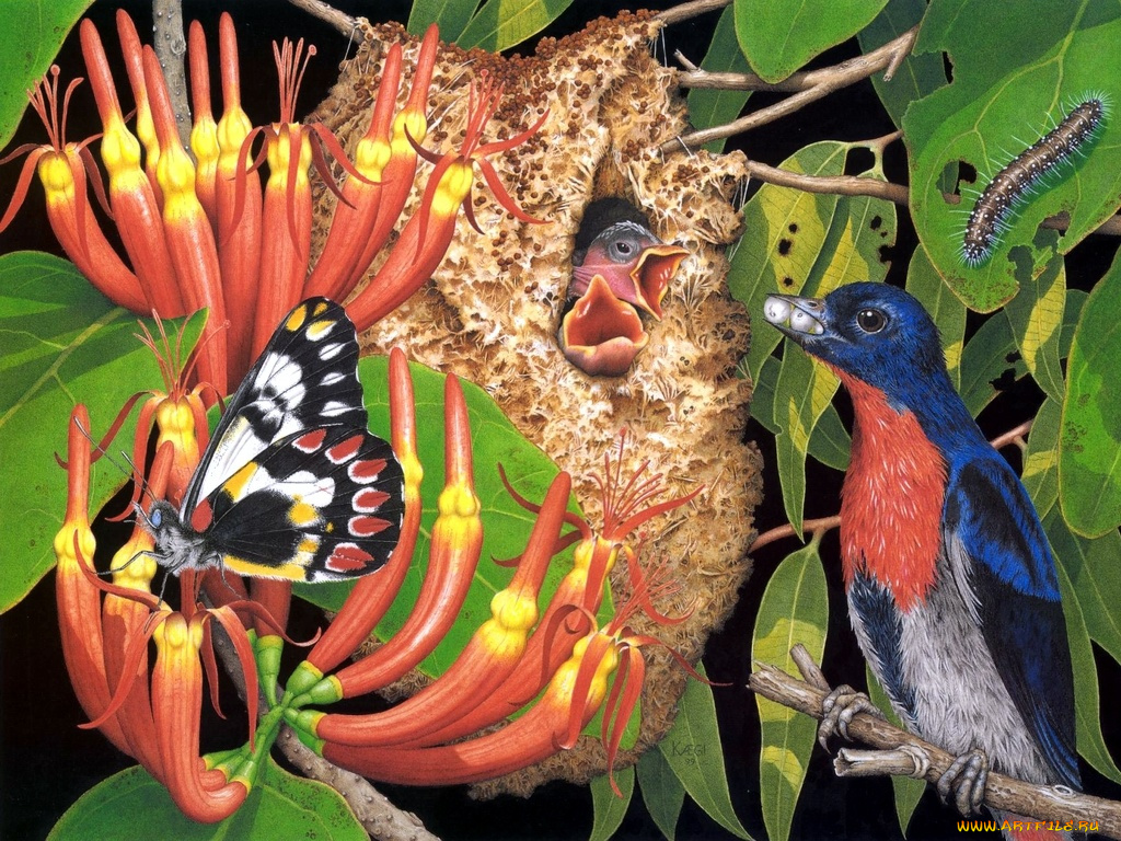 рисованные, животные, птица, птенец, бабочка