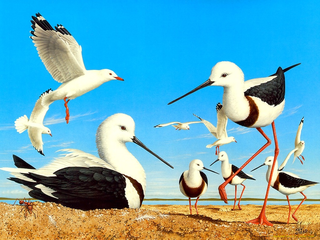 рисованные, животные, птицы