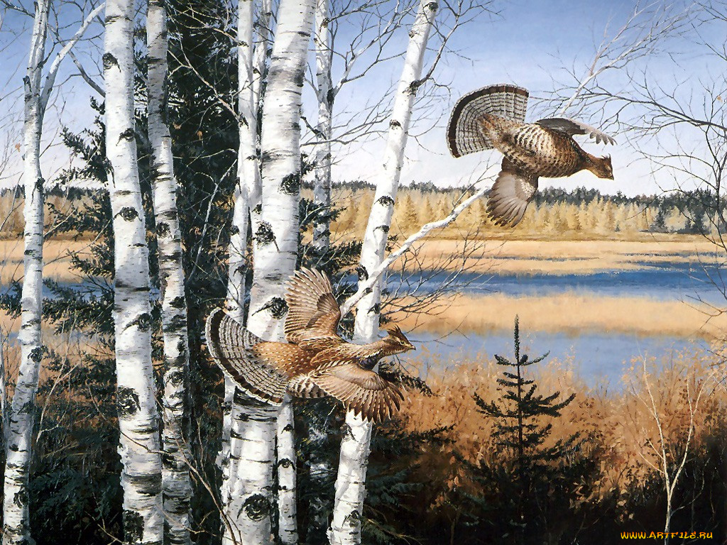 рисованные, животные, птицы, глухарь