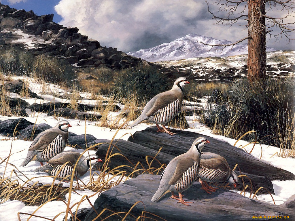 рисованные, животные, птицы, куропатка