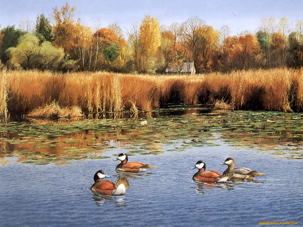 рисованные, животные, птицы, утки