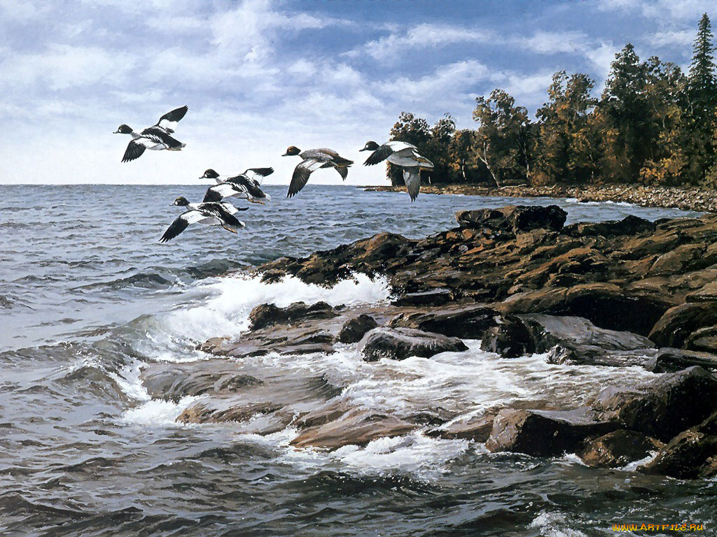 рисованные, животные, птицы, утки