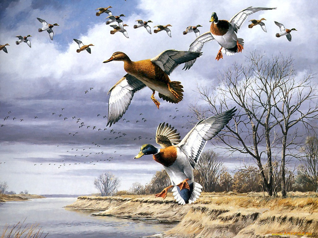 рисованные, животные, птицы, утки